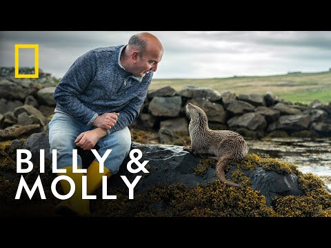 First Look | Billy & Molly: An Otter Love Story | National Geographic UK