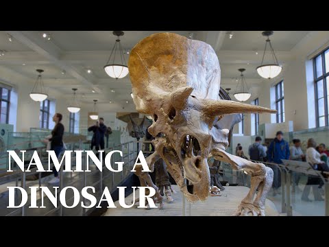 How do you name a dinosaur?