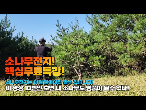 소나무전지! 핵심무료특강! 소나무전지는 이걸 알아야만 할수 있다.. 이 영상 10번만 보면 내 소나무도 명품이 될수 있다!