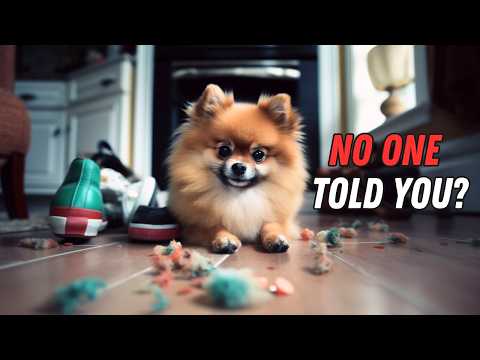 Things NO ONE tells you about owning a Pomeranian