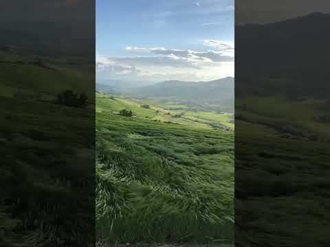 Mesmerizing grass waves as wind blows across the hills of Bologna, Italy #maps #upsc #elephantbirth