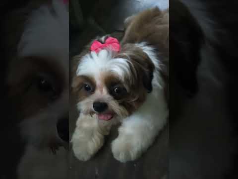 Gandang di inaakala #shortsvideo #shorts #shitzu #dogsbestfriend #doglover #puppy