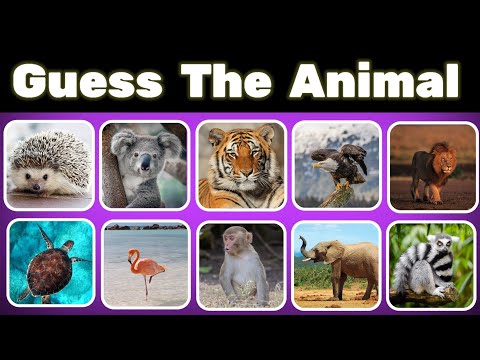 Can You GUESS THE ANIMAL | Easy,Medium,Hard 🦁🐶