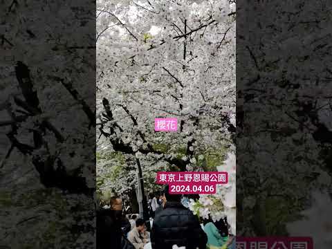 【東京賞櫻】上野恩賜公園 櫻花樹下野餐 2024.04.06 #東京 #お花見