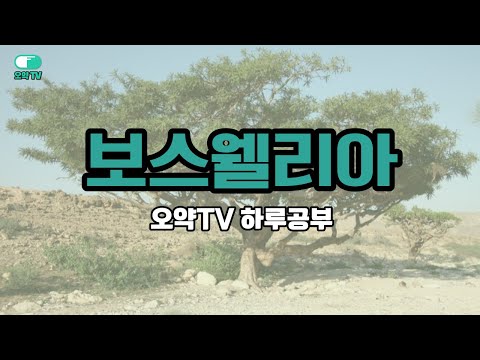 보스웰리아 효능, 제품선택 방법, 부작용, 헷갈리는 것 총정리 (Feat. 관절, 염증)