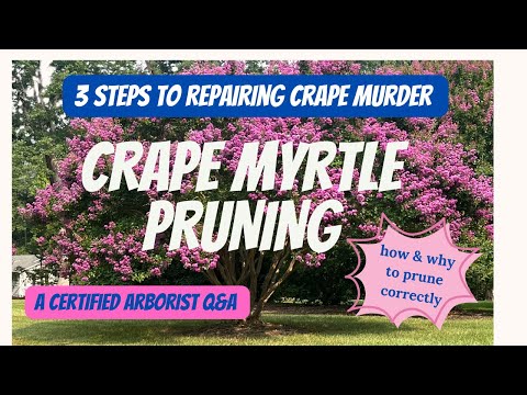 CRAPE MYRTLE PRUNING- A MUST SEE | expert pruning secrets, a BIG issue,  & arborist q&a revealed