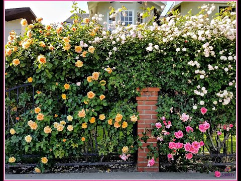 Rose Gardening: Amazing Multi Colored Rose Hedge🌹Shirley Bovshow (#shorts)