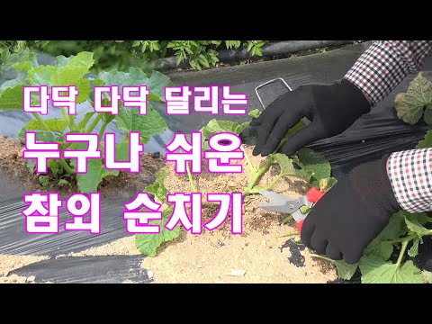 [24년 텃밭 참외 쉬운 재배 1부]다닥 다닥 많이 달리는 참외 순치는 방법 #farming #gardening