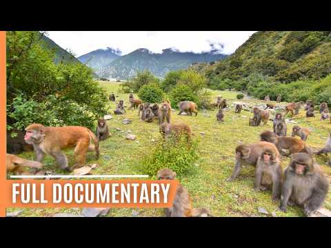 Mysteries of the Mountains - Exploring Tibet's Wildlife | Full Documentary