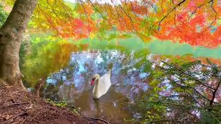 南伊奈ヶ湖の紅葉と白鳥4K Autumn leaves and a swan at lake Minami Inagako