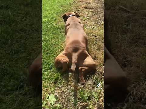 Staffy Knows How To Twerk 😂