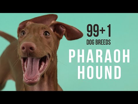 Pharaoh Hound / 99+1 Dog Breeds