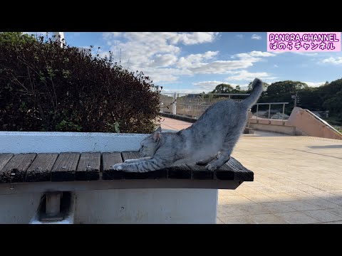 Following a stray cat... Fukuoka, Japan - A soothing cat video