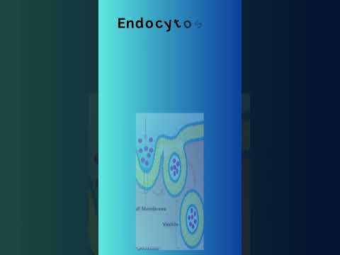 What is Endocytosis? #trending #shorts #viral #endocytosis