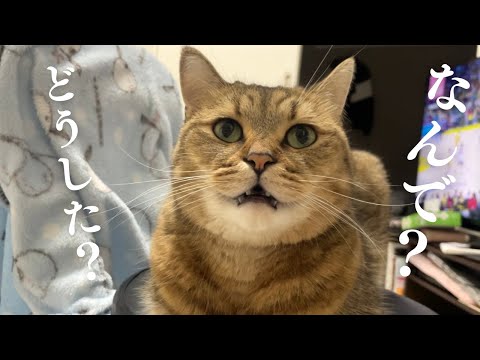 開いた口が塞がらない猫の原因を誰か教えて下さい…