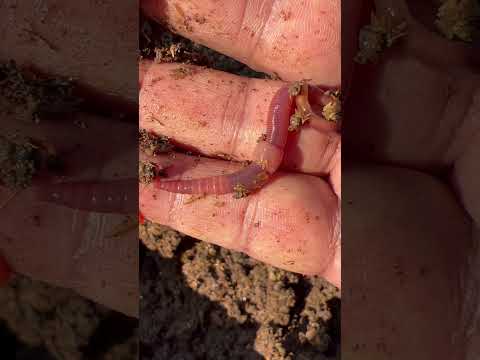 India best and top quality earthworm 🪱 Dr organic