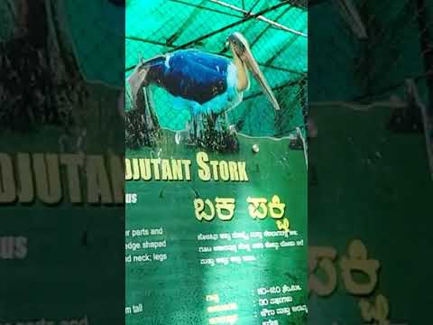 Mysore zoo#flying#video #viralvideo #viral #viralshorts #subscribe