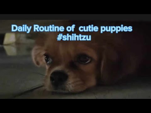 Daily Routine of  cutie puppies #Losing My Mind #shihtzu #halfchihuahua&shihtzu