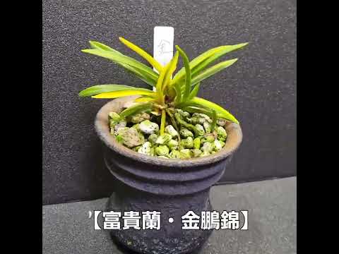 富貴蘭の礫植え