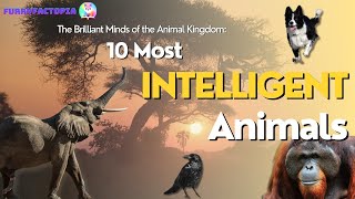 The Brilliant Minds of the Animal Kingdom: 10 Most Intelligent Animals