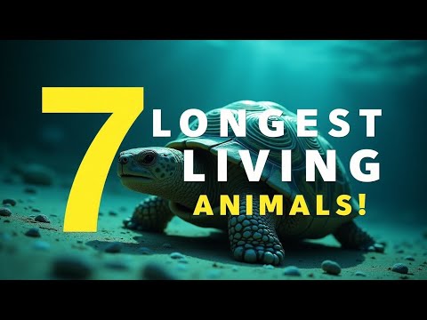 Top 7 longest-living animals – the secrets of longevity!