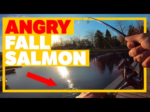 Salmon Fishing With Soft Plastics - Lake Ontario