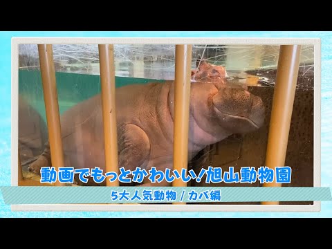 【るるぶ北海道23】動画でかわいい！旭山動物園＜カバ編＞