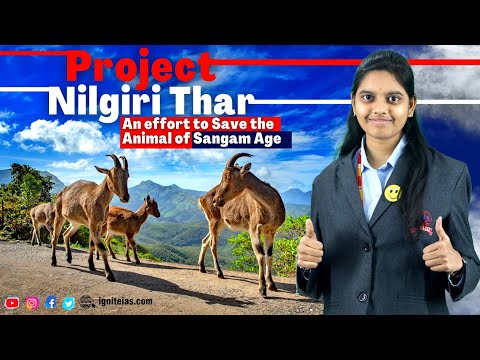 Tamil Nadu Launches Project To Protect Nilgiri Tahr|All You Need To Know |#igniteias #nilgiris #UPSC