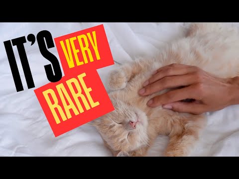 Your Cat Lets You Rub Their Belly? Here's What It Really Means!