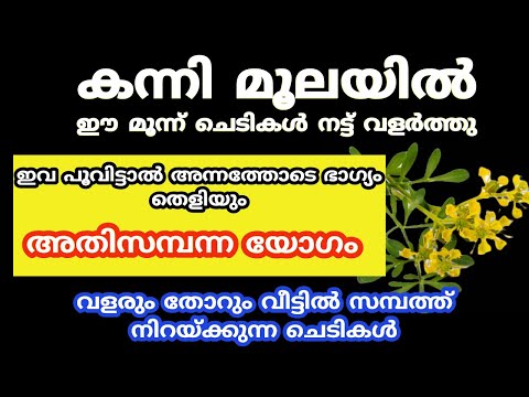 കന്നി മൂലയിൽ ഈ മൂന്ന് ചെടികൾ നട്ട് വളർത്തു... ജീവിതം രക്ഷപ്പെടും