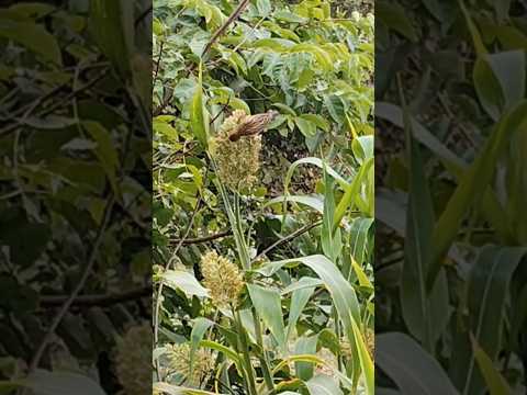 Sparrow eating grains of jowar in field.. #shorts