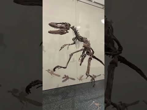 Jurassic Park's REAL Velociraptor