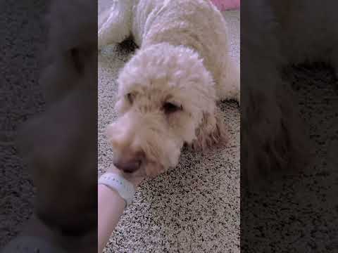 Golden doodle joy: best friend vibes #goldendoodle #love