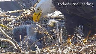 #189🦅Captiva Eagle Nest／Clive💗Connie／Window To Wildlife／Captiva Eagle Cam | 4K PTZ | Connie & Clive