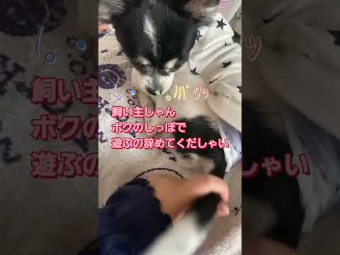 #しっぽで遊ぶ犬と飼い主 #しっぽに恋心❤