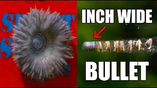 Massive 1 Inch WIDE bullet at 200,000 FPS - The Slow Mo Guys / @KentuckyBallistics