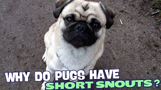 Why Do Pugs Have Short Snouts? 🐶💨