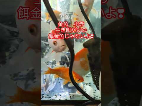 [金魚]　知ってたァ〜　　　良く大型魚の餌なる金魚😨　普通に飼育したら見応えのある金魚だよ🥰👍#goidfish