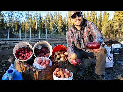 Annual Potato Harvest, Planting Garlic & Putting the Garden to Bed | Saying Goodbye to a Friend