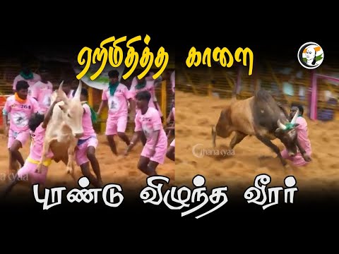 ஏறிமிதித்த காளை  புரண்டு விழுந்த வீரர் | Palamedu Jallikattu | Mattu Pongal | DMK | CM Stalin