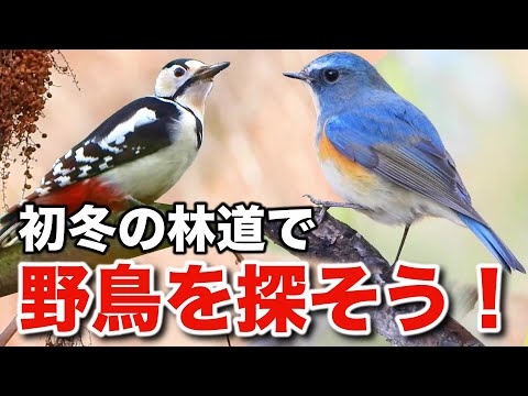 青いルリビタキを発見！野鳥たちが食事に見せる驚きのテクニック