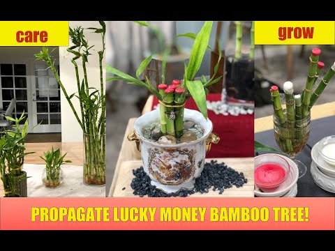 Propagate Lucky Money Tree Plant! 🍃 Lucky Bamboo Plant Care 🍃 Shirley Bovshow