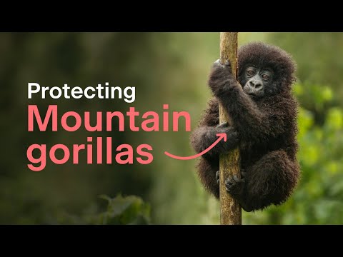 Protecting mountain gorillas across African borders