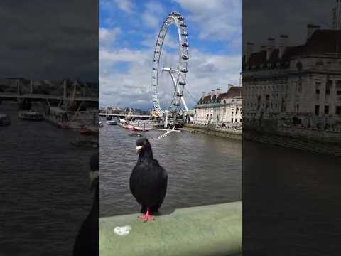 London Eye