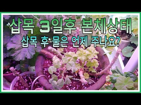 삽목 후 물은 언제 주나요?ㅣWhen will you give them water?