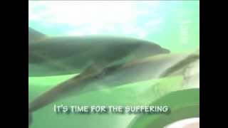 End the cruelty of whales and dolphins in captivity | Whale and Dolphin Conservation