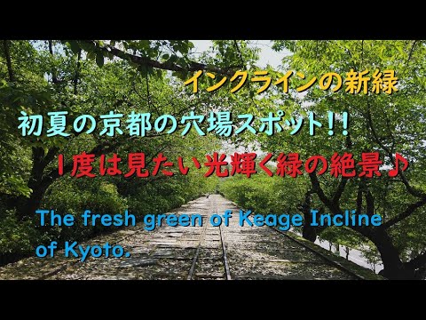 【4K】インクラインの新緑、光輝く緑の絶景！！【The fresh green of Keage Incline of Kyoto.】