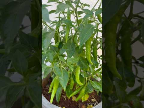 #shorts 😍மாடித்தோட்டத்தில் மிளகாய்ச்செடி 🪴🌱🌶️ #terrace_garden #plants #viral #trending