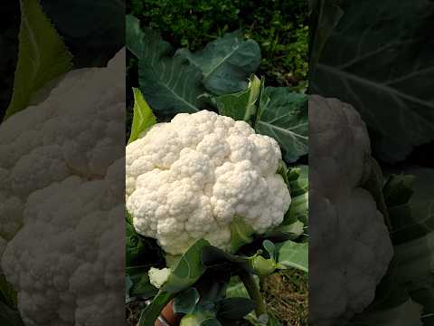 Tips for cauliflower | Gobhi Harvesting #garderningtips #ideaingarden