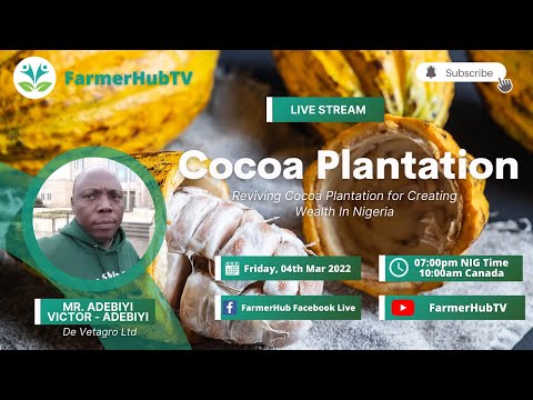 Cocoa Plantation - Reviving Cocoa Plantation for creating Wealth in Nigeria